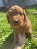 Goldendoodle Puppies for sale in Astoria, OR 97103, USA. price: NA