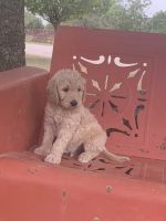Goldendoodle Puppies for sale in Austin, TX, USA. price: NA
