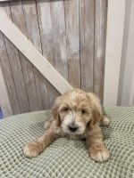 Goldendoodle Puppies for sale in Brainerd, MN 56401, USA. price: NA