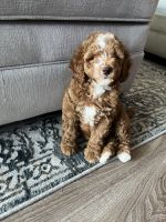 Goldendoodle Puppies for sale in Romeoville, IL, USA. price: NA