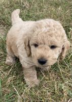 Goldendoodle Puppies for sale in Byron Center, MI 49315, USA. price: NA