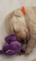 Goldendoodle Puppies for sale in Lecanto, FL, USA. price: NA
