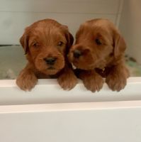 Goldendoodle Puppies for sale in Marin County, CA, USA. price: NA