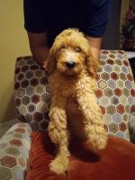 Goldendoodle Puppies for sale in Moreno Valley, CA, USA. price: NA