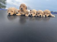 Goldendoodle Puppies for sale in Rolla, MO, USA. price: NA