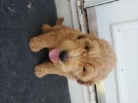 Goldendoodle Puppies for sale in Nappanee, IN 46550, USA. price: NA