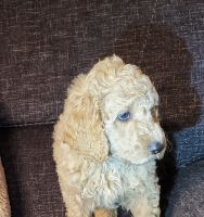 Goldendoodle Puppies for sale in Round Rock, TX, USA. price: NA