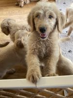 Goldendoodle Puppies for sale in Coalgate, OK 74538, USA. price: NA