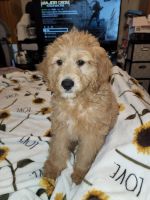 Goldendoodle Puppies for sale in Bloomfield, NJ 07003, USA. price: NA