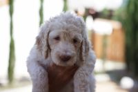 Goldendoodle Puppies for sale in Victorville, CA, USA. price: NA