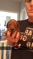 Goldendoodle Puppies for sale in Bloomington, IL, USA. price: NA