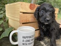 Goldendoodle Puppies for sale in Eaton, OH 45320, USA. price: NA