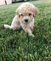Goldendoodle Puppies for sale in Sacramento, CA, USA. price: NA