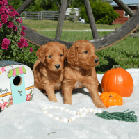 Goldendoodle Puppies for sale in Honea Path, SC 29654, USA. price: NA
