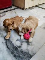 Goldendoodle Puppies for sale in Ghaziabad, Uttar Pradesh, India. price: 40000 INR