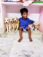 Goldendoodle Puppies for sale in Vijayawada, Andhra Pradesh, India. price: 40000 INR