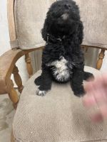 Goldendoodle Puppies for sale in Stewartville, MN 55976, USA. price: NA