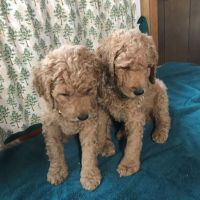 Goldendoodle Puppies for sale in Belfair, WA 98528, USA. price: NA