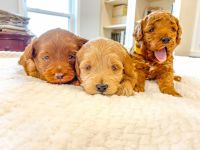 Goldendoodle Puppies for sale in Monroeville, IN 46773, USA. price: NA