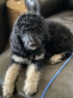 Goldendoodle Puppies for sale in Chattanooga, TN, USA. price: NA