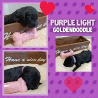 Goldendoodle Puppies Photos