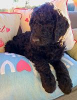 Goldendoodle Puppies for sale in Midville, GA 30441, USA. price: NA