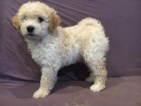 Goldendoodle Puppies for sale in Southern Oregon, OR, USA. price: NA