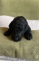 Goldendoodle Puppies for sale in White House, TN, USA. price: NA