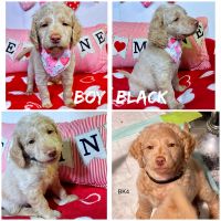 Goldendoodle Puppies for sale in Brookfield, IL, USA. price: NA