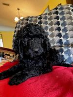 Goldendoodle Puppies for sale in Largo, FL, USA. price: NA