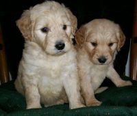 Goldendoodle Puppies for sale in Castle Rock, CO, USA. price: NA