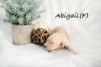 Goldendoodle Puppies for sale in Acton, ME 04001, USA. price: NA