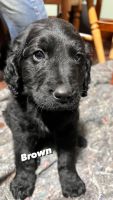 Goldendoodle Puppies for sale in Glenwood, WA 98619, USA. price: NA