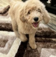 Goldendoodle Puppies for sale in Elk Grove, CA, USA. price: NA