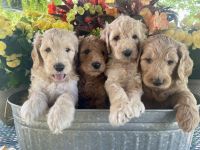 Goldendoodle Puppies for sale in Grand Blanc, MI 48439, USA. price: $2,000