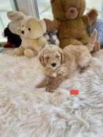 Goldendoodle Puppies for sale in Montevideo, MN 56265, USA. price: $850