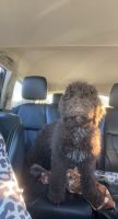 Goldendoodle Puppies for sale in Plano, TX, USA. price: $1,500