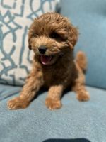 Goldendoodle Puppies for sale in Montrose, MI 48457, USA. price: $2,500