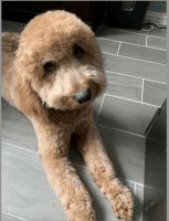 Goldendoodle Puppies for sale in Prosper, TX, USA. price: $3,000