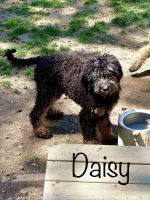 Goldendoodle Puppies for sale in Greenwood, IN, USA. price: $500