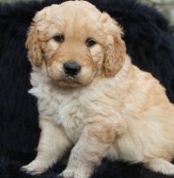 Goldendoodle Puppies for sale in Clearwater, MN, USA. price: $500