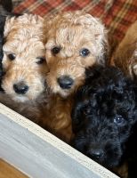 Goldendoodle Puppies for sale in Gardner, KS 66030, USA. price: $750