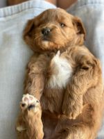 Goldendoodle Puppies for sale in Beach City, OH 44608, USA. price: $129,500