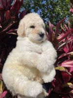 Goldendoodle Puppies for sale in Kissimmee, FL 34758, USA. price: $1,000