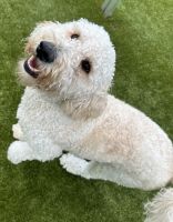 Goldendoodle Puppies for sale in New Haven, CT, USA. price: $3,000
