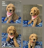 Goldendoodle Puppies for sale in Franklin, OH 45005, USA. price: $350