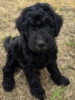 Goldendoodle Puppies for sale in Blanchard, MI 49310, USA. price: $1,200