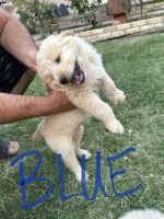 Goldendoodle Puppies for sale in Odessa, TX, USA. price: $75