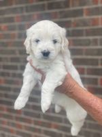 Goldendoodle Puppies for sale in Martinsville, IL 62442, USA. price: $1,000