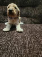 Goldendoodle Puppies for sale in Westland, MI, USA. price: $850
